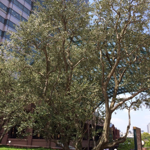 o0480048013699319885